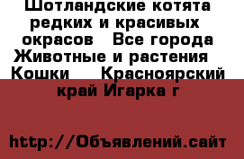 Шотландские котята редких и красивых  окрасов - Все города Животные и растения » Кошки   . Красноярский край,Игарка г.